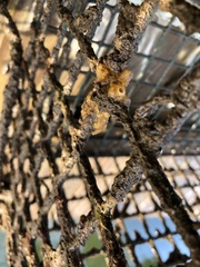 Halichondria panicea