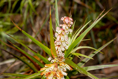 Dracophyllum secundum