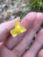 Xyris elliottii