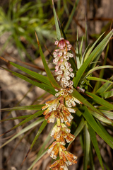 Dracophyllum secundum