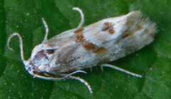 Cochylina