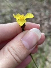 Xyris elliottii