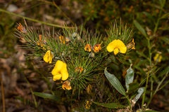 Gompholobium grandiflorum