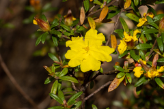 Hibbertia bracteata