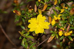 Hibbertia bracteata