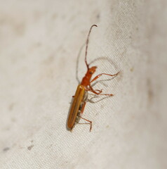 Stenoderus concolor