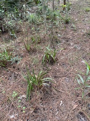 Xyris ambigua