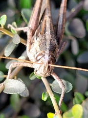 Schistocerca serialis cubense