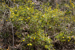 Hibbertia bracteata