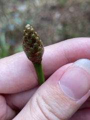 Xyris ambigua