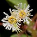 Euphorbia eglandulosa - Photo (c) Dale Lee Denham-Logsdon, some rights reserved (CC BY-NC), uploaded by Dale Lee Denham-Logsdon
