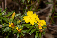 Hibbertia bracteata