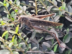 Schistocerca serialis cubense