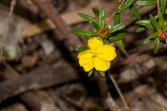 Hibbertia bracteata