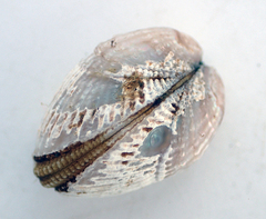 Brachidontes granulatus