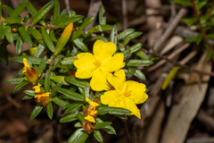 Hibbertia bracteata