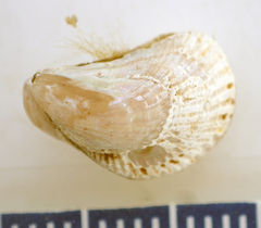 Brachidontes granulatus