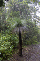 Xanthorrhoea glauca