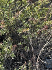 Eriogonum parvifolium