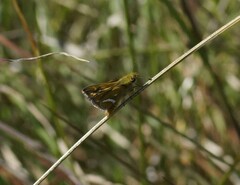 Taractrocera papyria