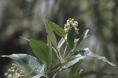 Buddleja bullata