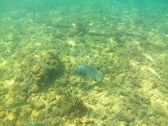 Oplegnathus punctatus