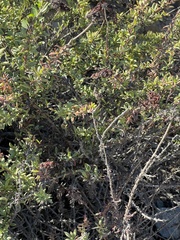 Eriogonum parvifolium