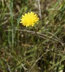 Hypochaeris radicata