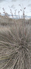 Juncus acutus image