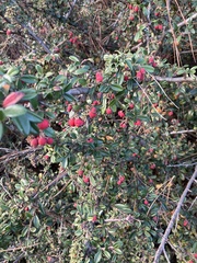 Cotoneaster × suecicus