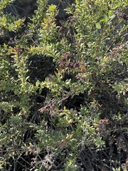 Eriogonum parvifolium