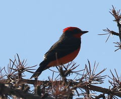 Pyrocephalus rubinus