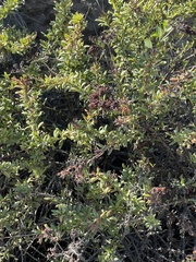 Eriogonum parvifolium