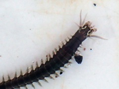 Pseudonereis