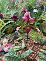 Paphiopedilum