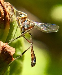 Anomalon reticulatum