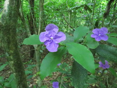 Brunfelsia