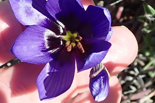 Geissorhiza splendidissima
