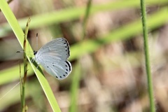 Candalides xanthospilos