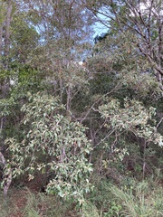 Diospyros fasciculosa