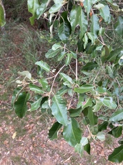 Diospyros fasciculosa