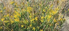 Gutierrezia sarothrae