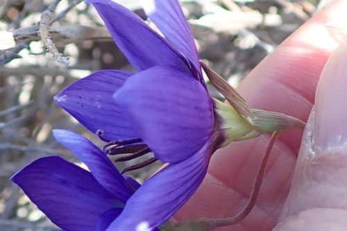 Geissorhiza splendidissima