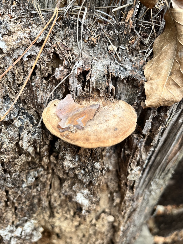 Fomitopsis dickinsii · November 2022 · photo: © martin_masashi (iNaturalist, cc-by)