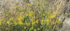 Gutierrezia sarothrae