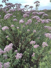 Campovassouria cruciata