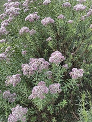 Campovassouria cruciata