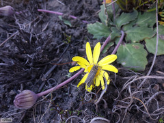 Othonna auriculifolia