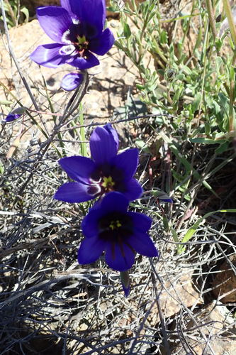 Geissorhiza splendidissima