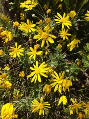 Euryops pectinatus